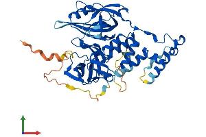 AlphaFold protein structure predicition of Human Recombinant CRBN Protein, UniprotID Q96SW2 (CRBN Protein (AA 1-442) (His tag))