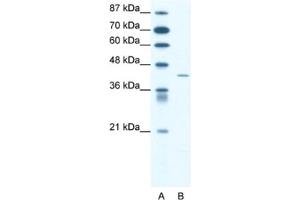 Western Blotting (WB) image for anti-Somatostatin Receptor 4 (SSTR4) antibody (ABIN2460702) (SSTR4 antibody)