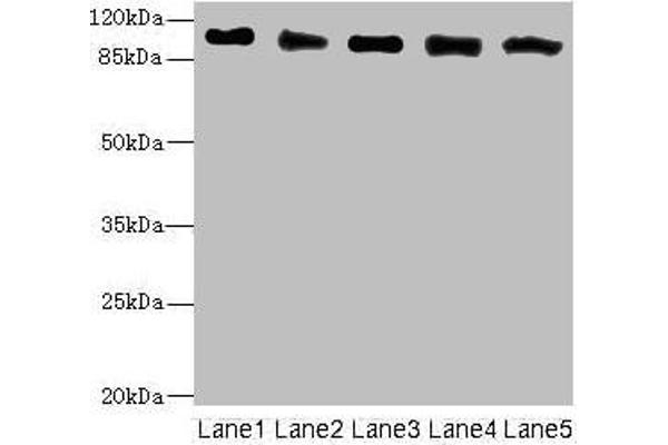 COPB2 antibody  (AA 657-906)