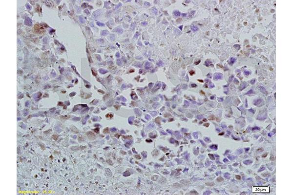 OCT4 antibody  (AA 201-300)