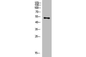 Western Blot analysis of mouse-heart cells using primary antibody diluted at 1:2000(4 °C overnight).