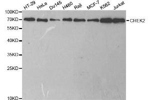 Western blot analysis of extracts of various cell lines, using CHEK2 antibody (ABIN5971172) at 1/1000 dilution. (CHEK2 antibody)
