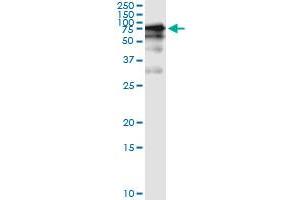 Immunoprecipitation of GGT1 transfected lysate using anti-GGT1 monoclonal antibody and Protein A Magnetic Bead , and immunoblotted with GGT1 MaxPab rabbit polyclonal antibody. (GGT1 antibody  (AA 381-470))