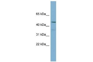 WB Suggested Anti-PPARA Antibody Titration:  0. (PPARA antibody  (Middle Region))