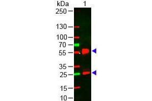 Western Blot of Goat anti-Mouse IgG (H&L) Antibody 649 Conjugated Pre-Adsorbed Lane 1: Mouse IgG Load: 50 ng per lane Secondary antibody: Mouse IgG (H&L) Antibody 649 Conjugated Pre-Adsorbed at 1:1,000 for 60 min at RT Block: ABIN925618 for 30 min at RT Predicted/Obsevered Size: 28 and 55 kDa/28 and 55 kDa