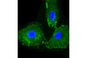 Immunofluorescent analysis of 4 % paraformaldehyde-fixed, 0. (CD14 antibody  (N-Term))