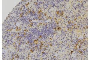ABIN6273394 at 1/100 staining Human lymph node tissue by IHC-P. (CCL24 antibody  (C-Term))