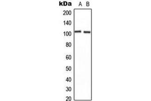 Western blot analysis of CNGB1 expression in U2OS (A), NIH3T3 (B) whole cell lysates. (GARP antibody  (Center))