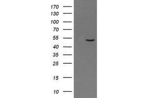 Image no. 2 for anti-Paraneoplastic Antigen MA3 (PNMA3) (AA 1-250) antibody (ABIN1490635)