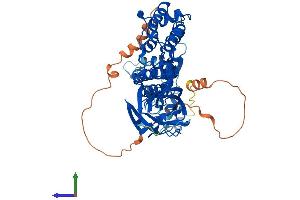 AlphaFold protein structure predicition of Human Recombinant BTBD3 Protein, UniprotID Q9Y2F9 (BTBD3 Protein (AA 1-522) (His tag))