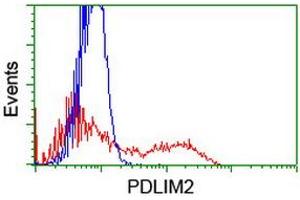 HEK293T cells transfected with either RC210022 overexpress plasmid (Red) or empty vector control plasmid (Blue) were immunostained by anti-PDLIM2 antibody (ABIN2454496), and then analyzed by flow cytometry. (PDLIM2 antibody)