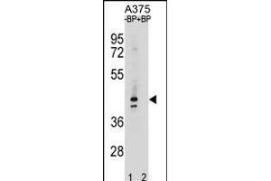 OR5AC2 Antibody (C-term) (ABIN1881606 and ABIN2838835) pre-incubated without(lane 1) and with(lane 2) blocking peptide in  cell line lysate. (OR5AC2 antibody  (C-Term))