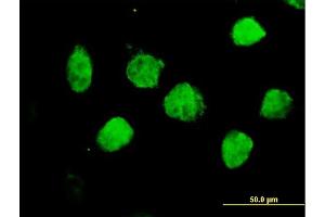 Immunofluorescence of purified MaxPab antibody to TLE1 on HeLa cell. (TLE1 antibody  (AA 1-770))