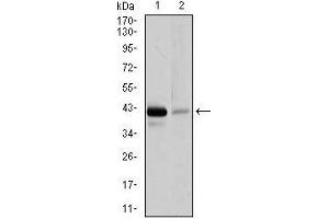 Western blot analysis using PAX5 mouse mAb against Raji (1), and EVC-304 (2) cell lysate. (PAX5 antibody  (AA 235-382))