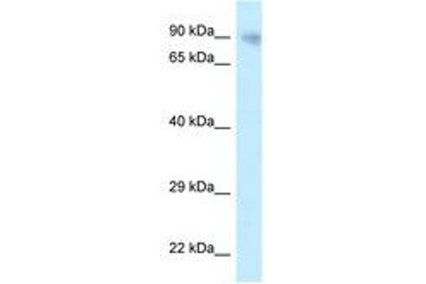 PPP6R3 antibody  (AA 201-250)