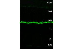 Indirect immunostaining of the membrana limitans externa in the mouse retina (dilution 1 : 20000). (MPP4 antibody  (AA 197-216))