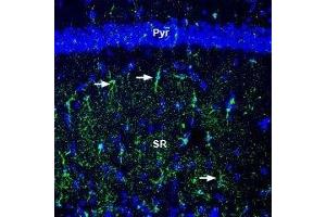 Expression of Na+/K+ ATPase β2 (ATP1B2) in mouse hippocampus - Immunohistochemical staining of perfusion-fixed frozen mouse brain sections with Anti-Beta 2 Na+/K+ ATPase (extracellular) Antibody (ABIN7042952, ABIN7044643 and ABIN7044644), (1:300), followed by goat anti-rabbit-AlexaFluor-488. (ATP1B2 antibody  (Extracellular))