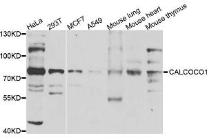 Western blot analysis of extracts of various cell lines, using CALCOCO1 antibody (ABIN5975736) at 1/1000 dilution. (CALCOCO1 antibody)