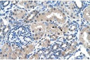 Immunohistochemical staining (Formalin-fixed paraffin-embedded sections) of human kidney with FKBP6 polyclonal antibody  at 4-8 ug/mL working concentration. (FKBP6 antibody  (Internal Region))