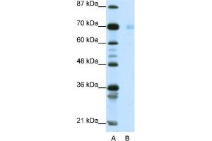 WB Suggested Anti-HSP90AB1 Antibody Titration:  1. (HSP90AB1 antibody  (C-Term))