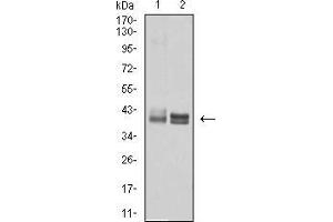 Western blot analysis using HLA-B mouse mAb against Ramos (1) and A431 (2) cell lysate.
