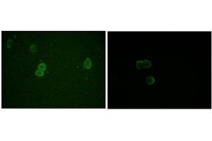 Immunocytochemistry (ICC) image for anti-Apolipoprotein M (APOM) antibody (ABIN1842853) (Apolipoprotein M antibody)