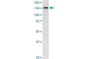 TOPBP1 antibody  (AA 1327-1435)