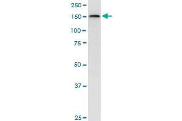 TOPBP1 antibody  (AA 1327-1435)