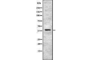 Western blot analysis of KLF8 using COS7 whole cell lysates (KLF8 antibody)
