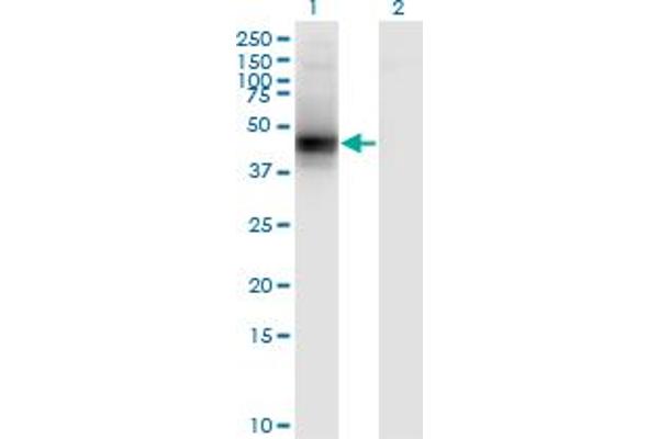 Decorin antibody  (AA 1-359)