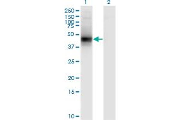 Decorin anticorps  (AA 1-359)