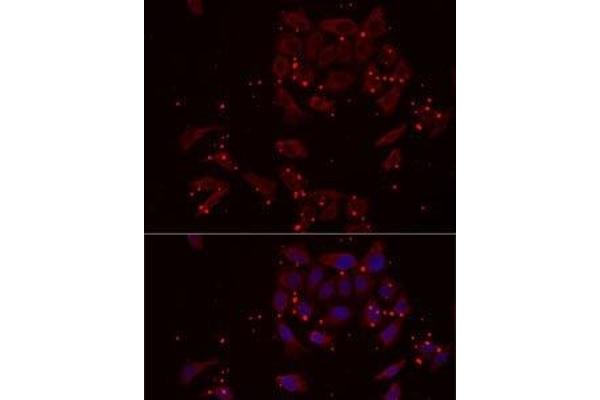 NRBF2 antibody