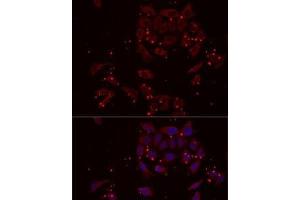 Immunofluorescence analysis of MCF7 cells using NRBF2 Polyclonal Antibody (NRBF2 antibody)