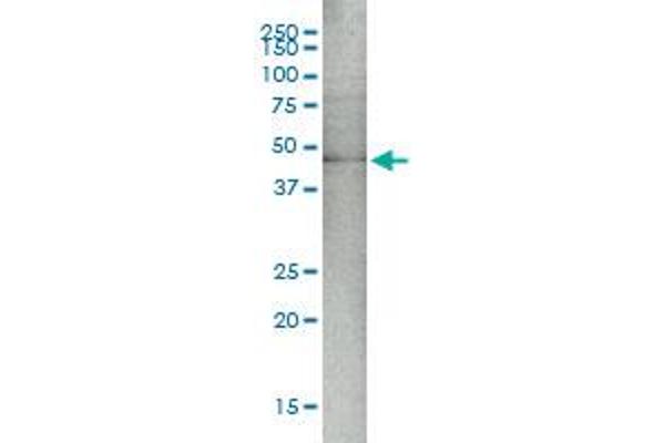 MAP2K5 antibody  (AA 1-448)