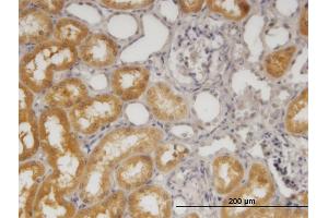 Immunoperoxidase of monoclonal antibody to SORD on formalin-fixed paraffin-embedded human kidney. (SORD antibody  (AA 1-110))