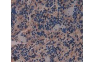 Used in DAB staining on fromalin fixed paraffin- embedded Kidney tissue (Geminin antibody  (AA 1-206))