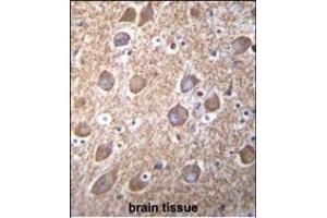 RASGRP2 Antibody (N-term) (ABIN656117 and ABIN2845456) immunohistochemistry analysis in formalin fixed and paraffin embedded human brain tissue followed by peroxidase conjugation of the secondary antibody and DAB staining. (RASGRP2 antibody  (N-Term))