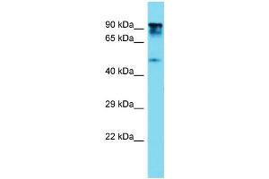 Host: Rabbit  Target Name: Ptpn12  Sample Tissue: Rat Thymus lysates  Antibody Dilution: 1. (PTPN12 antibody  (C-Term))