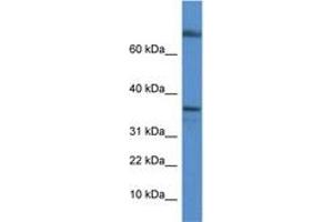 Image no. 1 for anti-Transcription Elongation Factor A Protein 1 (TCEA1) (C-Term) antibody (ABIN6746165) (TCEA1 antibody  (C-Term))