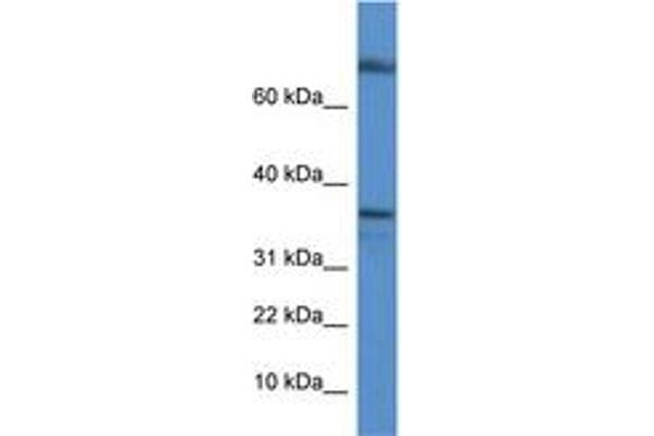 TCEA1 antibody  (C-Term)