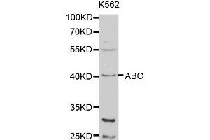 Western blot analysis of extracts of K-562 cells, using ABO antibody (ABIN5970766) at 1/1000 dilution. (ABO antibody)