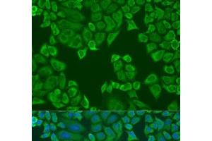 Immunofluorescence analysis of U2OS cells using Polyclonal AntibodyPC4 Polyclonal Antibody at dilution of 1:100. (SUB1 antibody)