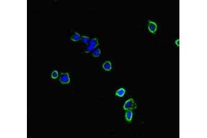 Immunofluorescent analysis of HepG2 cells using ABIN7161242 at dilution of 1:100 and Alexa Fluor 488-congugated AffiniPure Goat Anti-Rabbit IgG(H+L) (NBEAL2 antibody  (AA 1360-1574))