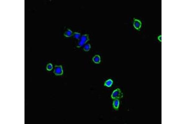 NBEAL2 anticorps  (AA 1360-1574)