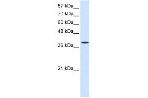 EIF4G2 antibody used at 0.