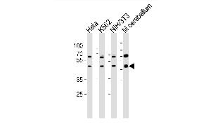 Western blot analysis of lysates from Hela, K562, mouse NIH/3T3 cell line and mouse cerebellum tissue lusate(from left to right), using Mouse Actl6a Antibody (C-term) (ABIN6243021 and ABIN6577593). (BAF53A antibody  (C-Term))