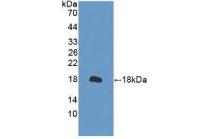 Western blot analysis of recombinant Mouse PRDX2. (Peroxiredoxin 2 antibody  (AA 6-164))