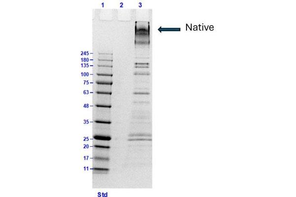 COL6 Protein