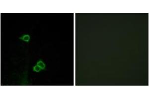 Immunofluorescence analysis of COS7 cells, using CXCR7 Antibody. (CXCR7 antibody  (AA 311-360))