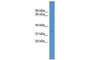 WB Suggested Anti-FAS  Antibody Titration: 0. (FAS antibody  (N-Term))